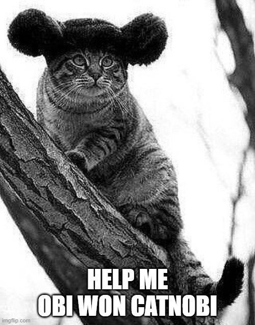 Cat Leia | HELP ME OBI WON CATNOBI | image tagged in cats | made w/ Imgflip meme maker