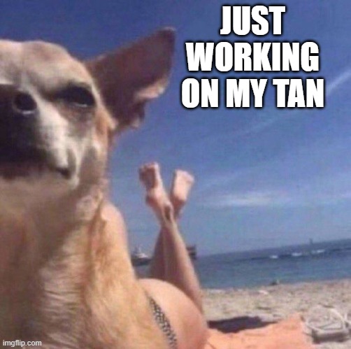 Tanning Dog | JUST WORKING ON MY TAN | image tagged in dogs | made w/ Imgflip meme maker