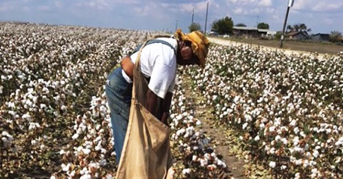 Cotton pickin mind Blank Meme Template
