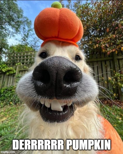 Pumpkin Dog | DERRRRRR PUMPKIN | image tagged in dogs | made w/ Imgflip meme maker