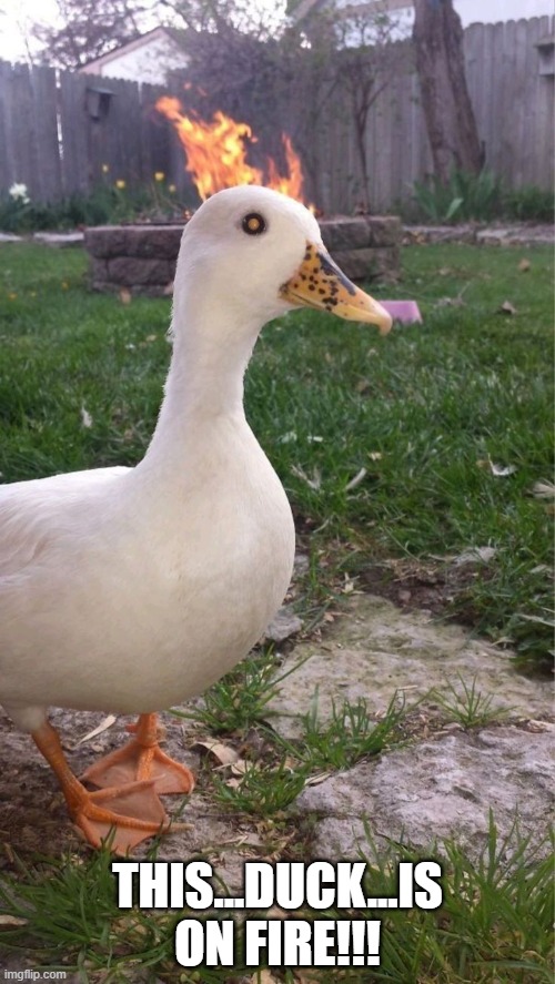 Duck Fire | THIS...DUCK...IS ON FIRE!!! | image tagged in ducks | made w/ Imgflip meme maker