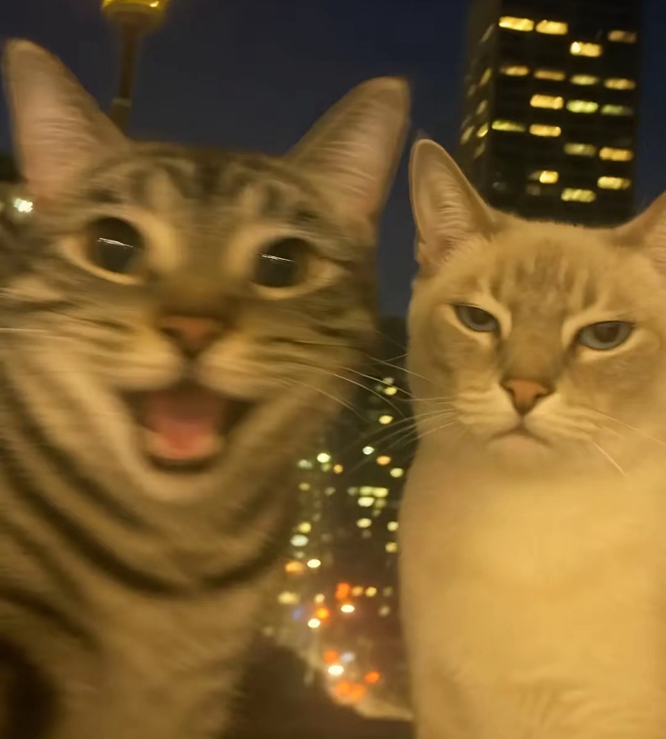 Annoying and Annoyed Cat Blank Meme Template