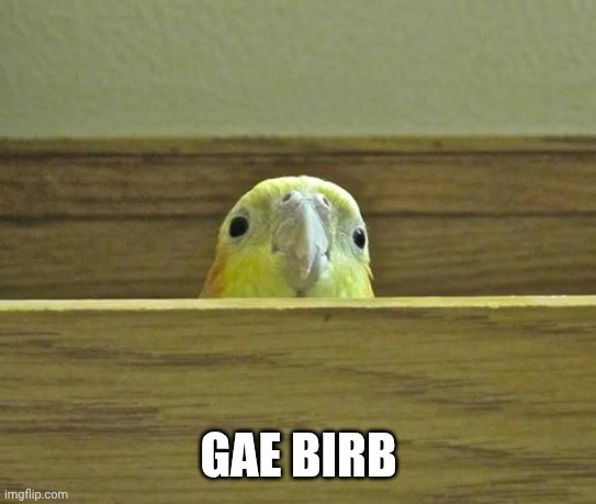 The Birb | GAE BIRB | image tagged in the birb | made w/ Imgflip meme maker