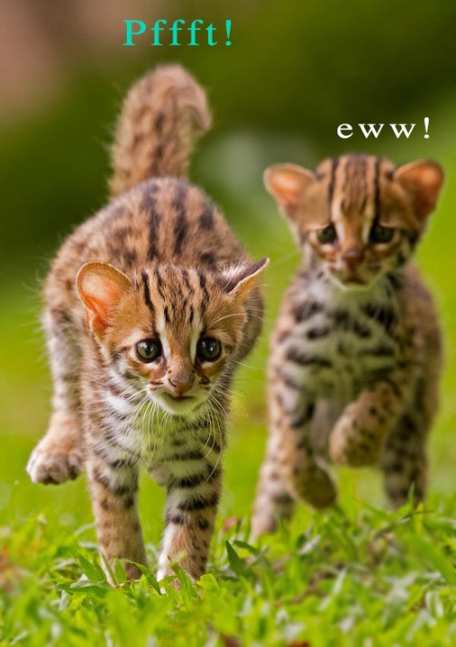 Eww | image tagged in cats,funny cats,farts,eww,kittens,wildlife | made w/ Imgflip meme maker