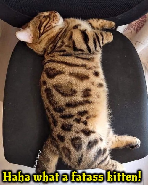 Fat Kitten | Haha what a fatass kitten! | image tagged in cats,funny cat,fat cat,cute kitten,fatass kitten,wildlife | made w/ Imgflip meme maker