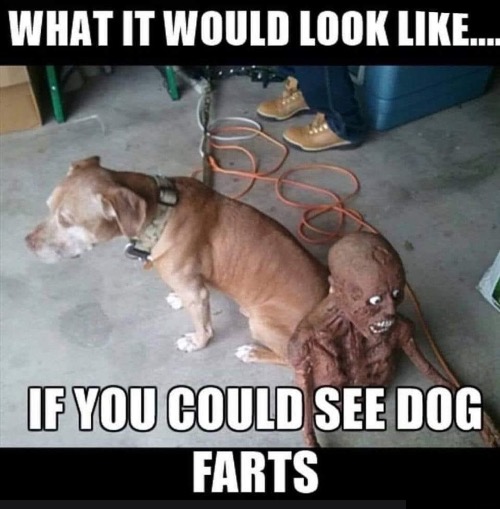 If You Could See Them | image tagged in dogs,funny dog,farts,dog fart,funny face,if they had a face | made w/ Imgflip meme maker