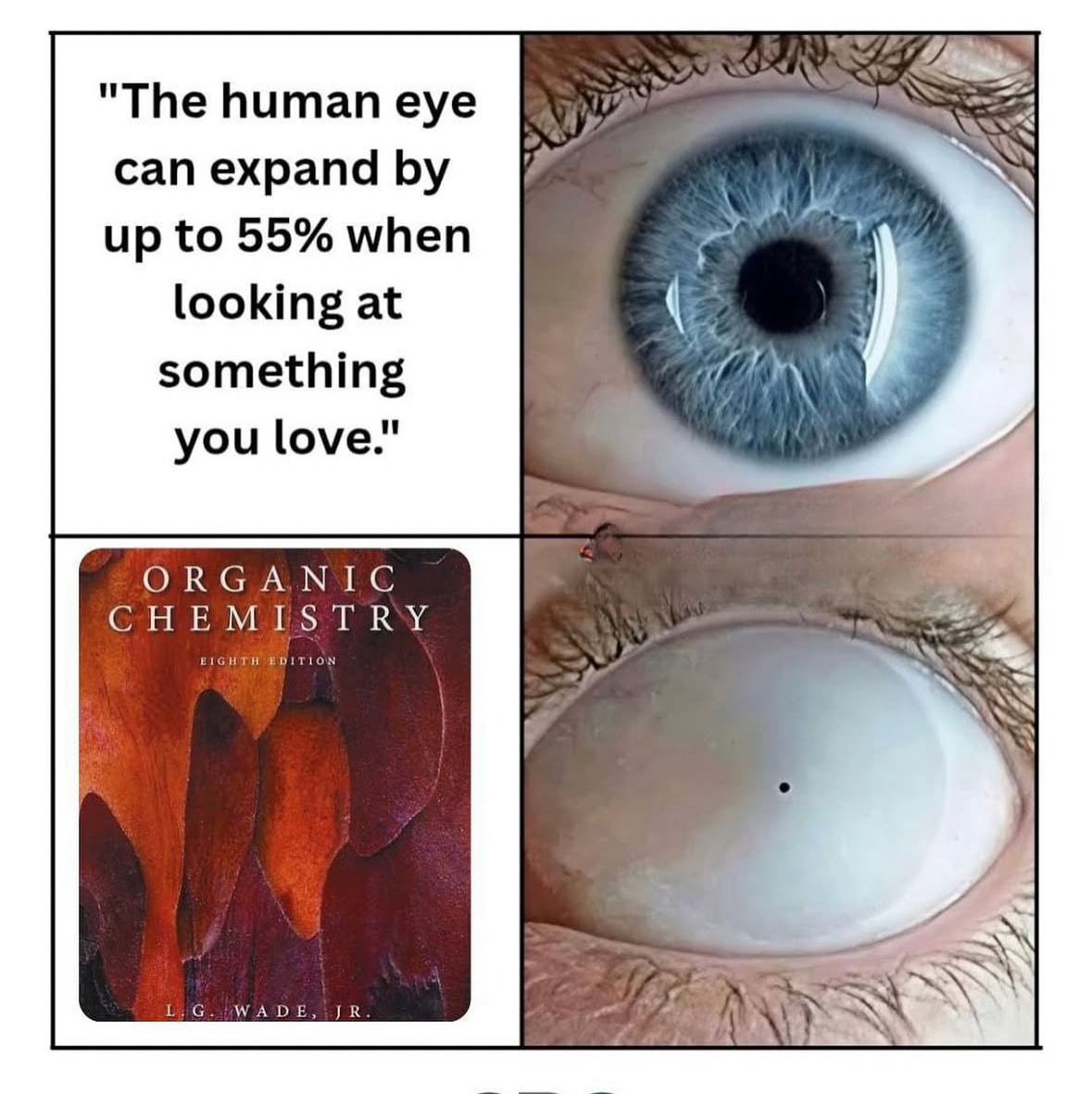 The Human Eye Can Blank Meme Template