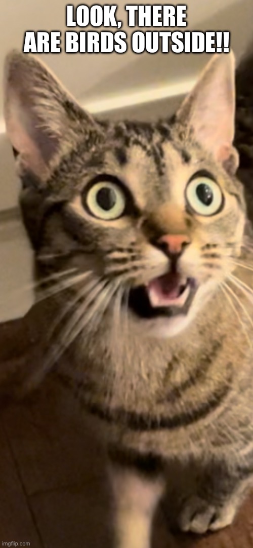 Look, There Are Birds Outside!! | LOOK, THERE ARE BIRDS OUTSIDE!! | image tagged in fun,memes,cats,funny cats,relatable,pets | made w/ Imgflip meme maker