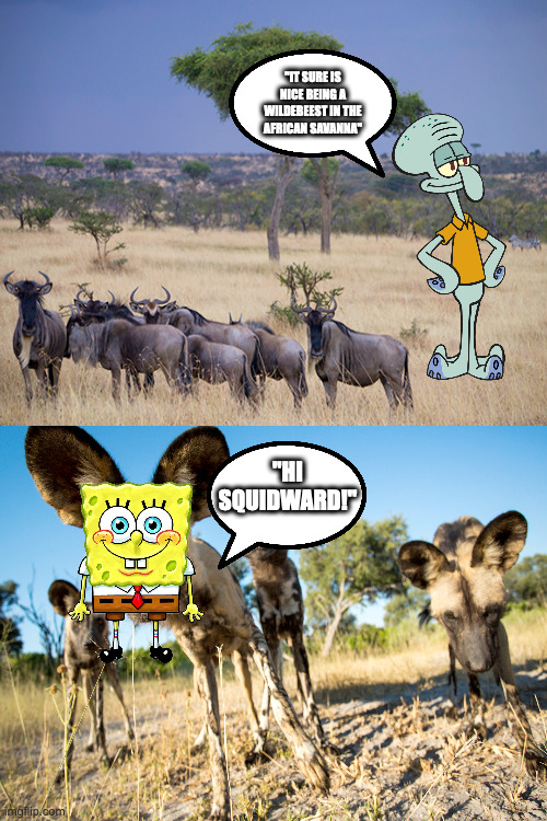 85% success rate, 85 f*cking percent | "IT SURE IS NICE BEING A WILDEBEEST IN THE AFRICAN SAVANNA"; "HI SQUIDWARD!" | image tagged in memes,hi squidward,wildebeest,spongebob,african wild dog,hunting | made w/ Imgflip meme maker
