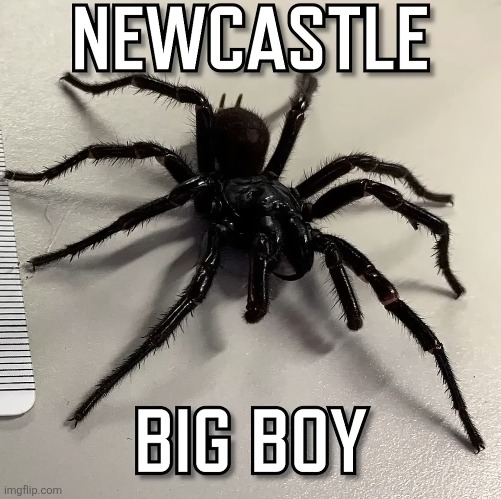 image tagged in spider | made w/ Imgflip meme maker