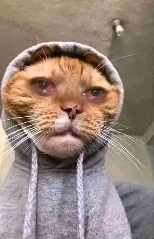 Sad cat Blank Meme Template