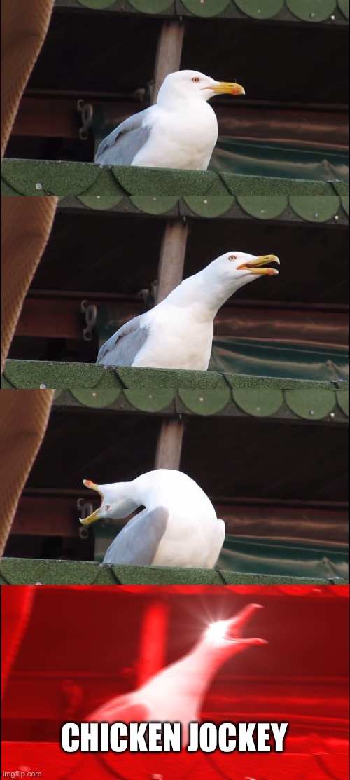 CHICKEN JOCKEY!!! | CHICKEN JOCKEY | image tagged in memes,inhaling seagull,chicken jockey | made w/ Imgflip meme maker