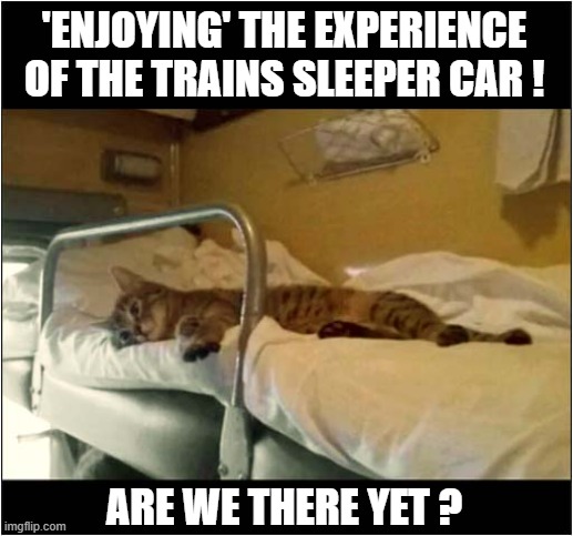 One Unimpressed Cat ! | 'ENJOYING' THE EXPERIENCE
OF THE TRAINS SLEEPER CAR ! ARE WE THERE YET ? | image tagged in cats,trains,unimpressed,are we there yet | made w/ Imgflip meme maker
