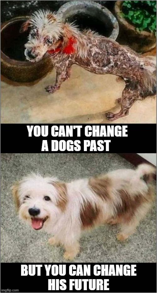 Same Dog: Before And After ! | YOU CAN'T CHANGE
A DOGS PAST; BUT YOU CAN CHANGE
HIS FUTURE | image tagged in dogs,changes | made w/ Imgflip meme maker