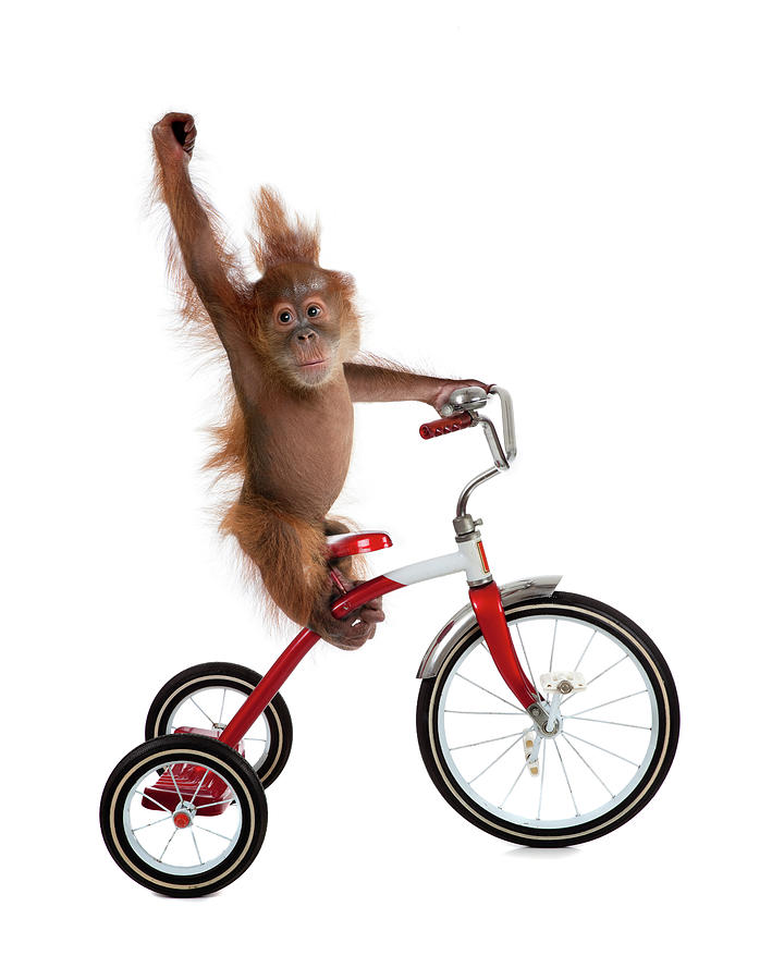 Monkey on trike Blank Meme Template