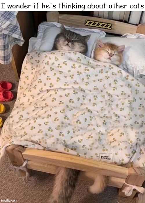 Deep Cat Thoughts | I wonder if he's thinking about other cats | image tagged in i wonder if he's thinking about other cats,the more you know,funny cat memes,cat memes,i wonder,feline | made w/ Imgflip meme maker