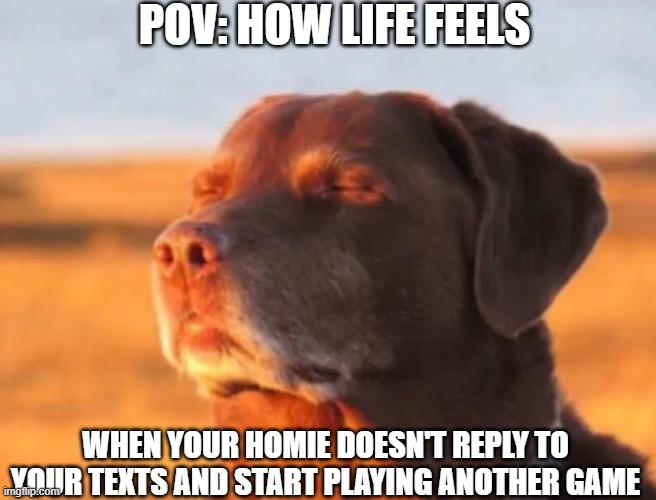 Homie betrayal | POV: HOW LIFE FEELS; WHEN YOUR HOMIE DOESN'T REPLY TO YOUR TEXTS AND START PLAYING ANOTHER GAME | image tagged in dog accepting fate,gaming,funny,funny memes | made w/ Imgflip meme maker