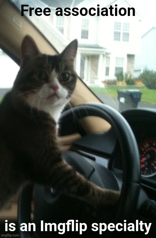 JoJo The Driving Cat | Free association is an Imgflip specialty | image tagged in jojo the driving cat | made w/ Imgflip meme maker