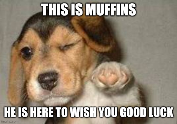 Dog wishing good luck | THIS IS MUFFINS HE IS HERE TO WISH YOU GOOD LUCK | image tagged in dog wishing good luck | made w/ Imgflip meme maker