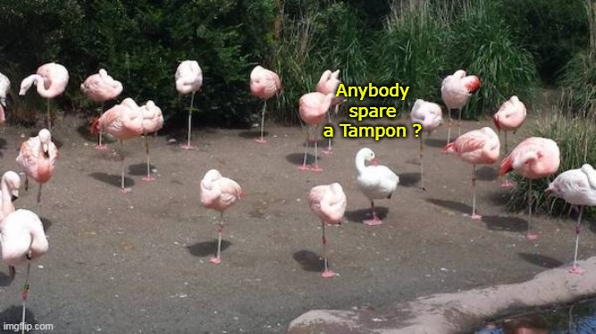 Anybody spare a Tampon ? | made w/ Imgflip meme maker