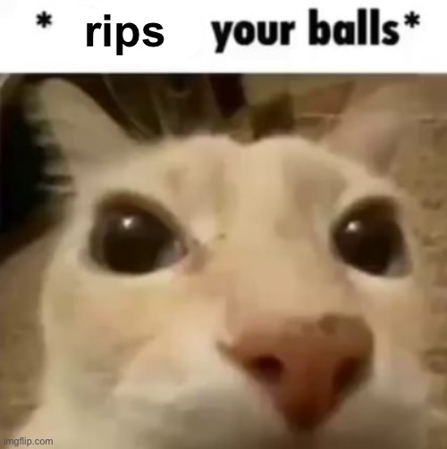 X your balls | rips | image tagged in x your balls | made w/ Imgflip meme maker