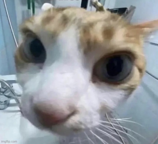 Cat | image tagged in cat | made w/ Imgflip meme maker