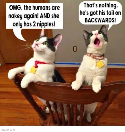 image tagged in cats,humans,nude,shocked | made w/ Imgflip meme maker