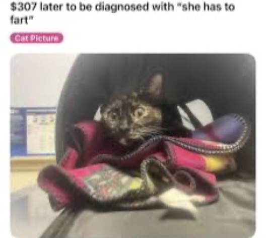 Kitteh Needed To Make A Fartsy | image tagged in funny cats,cats,fart,expensive,money,veterinarian | made w/ Imgflip meme maker
