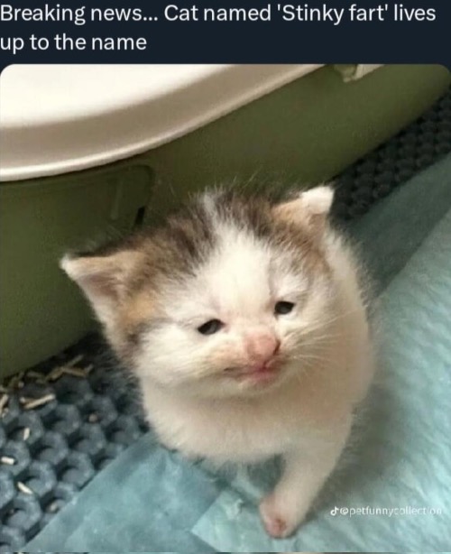 Stinky Fart | image tagged in cats,funny face,funny cats,kittens,breaking news,farting | made w/ Imgflip meme maker