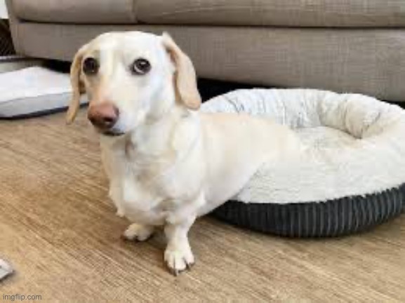 Whitney Chewston | image tagged in whitney chewston | made w/ Imgflip meme maker