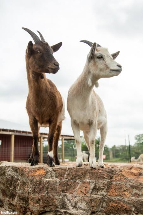 image tagged in greatest of all time goat | made w/ Imgflip meme maker