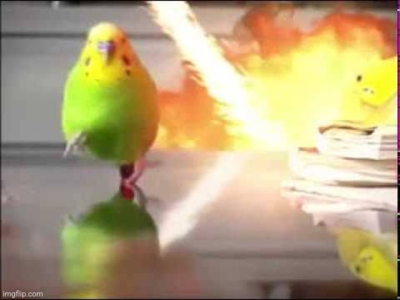 Budgie running | image tagged in budgie running | made w/ Imgflip meme maker