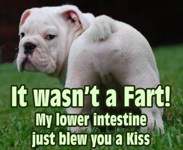 Butt Kiss | image tagged in dogs,funny dogs,kiss,i farted,dog butt,funny memes | made w/ Imgflip meme maker