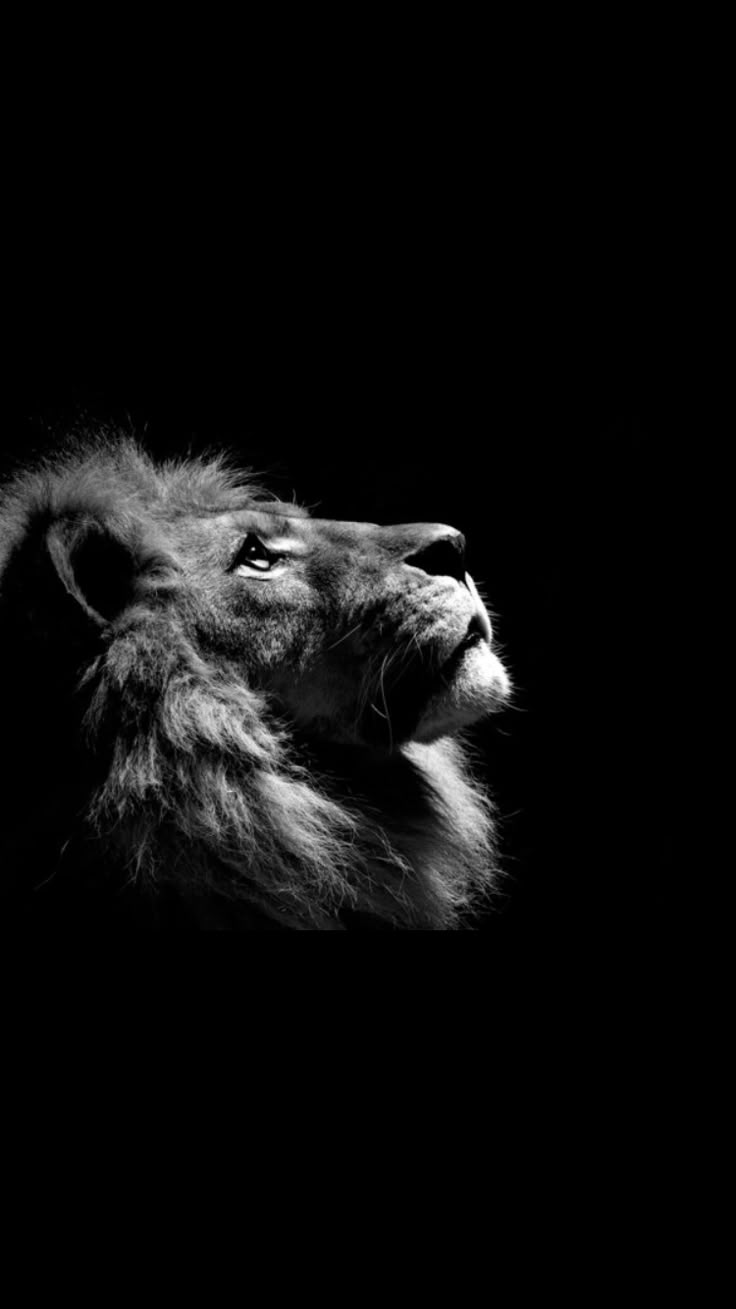 A lion doesn’t concern himself Blank Meme Template