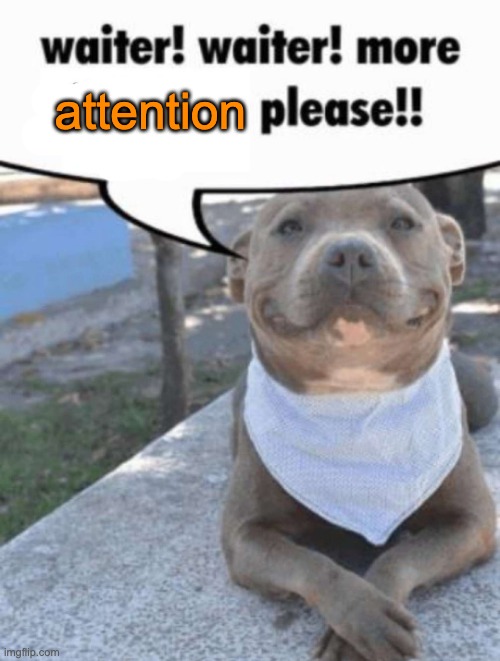 waiter! pit bull | attention | image tagged in waiter pit bull | made w/ Imgflip meme maker