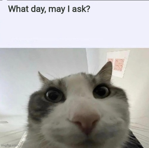 Cat looks inside | What day, may I ask? | image tagged in cat looks inside | made w/ Imgflip meme maker