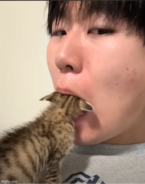 well well well | image tagged in asian,eating,cat | made w/ Imgflip meme maker
