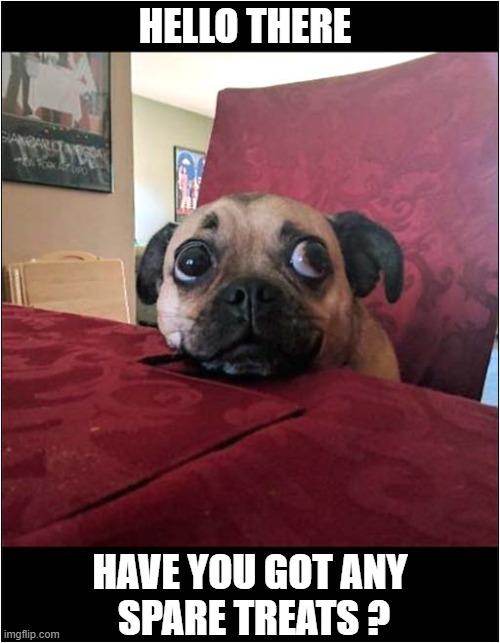 How Could You Resist Those Eyes ? | HELLO THERE; HAVE YOU GOT ANY
 SPARE TREATS ? | image tagged in dogs,pug,begging,treats | made w/ Imgflip meme maker