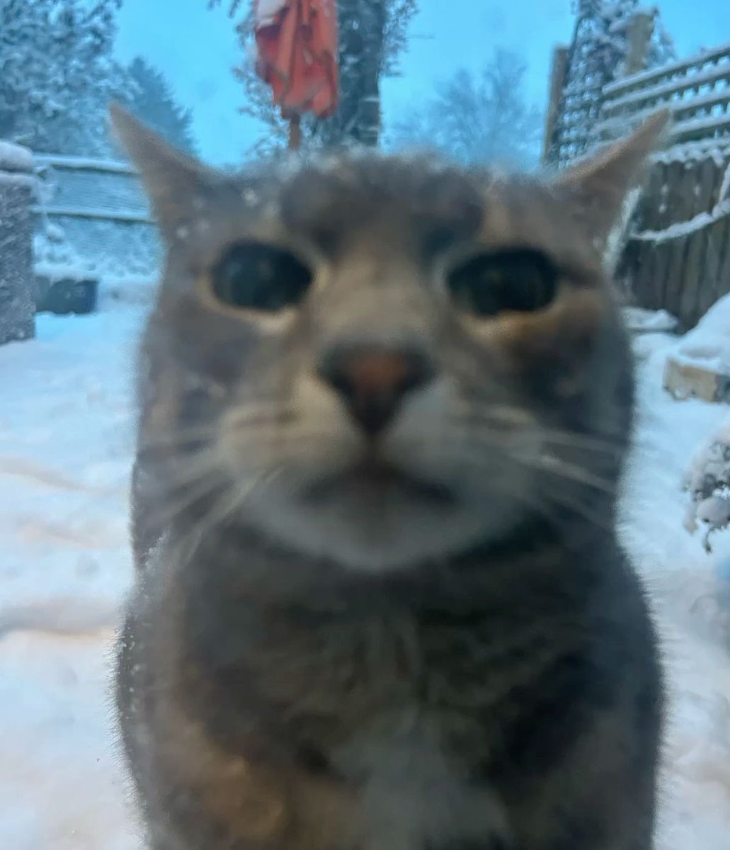 Cat Blank Meme Template