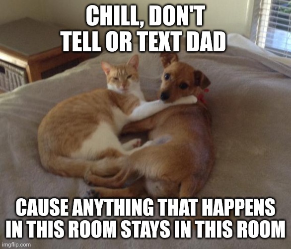 Cats and dogs living together | CHILL, DON'T TELL OR TEXT DAD; CAUSE ANYTHING THAT HAPPENS IN THIS ROOM STAYS IN THIS ROOM | image tagged in cats and dogs living together | made w/ Imgflip meme maker