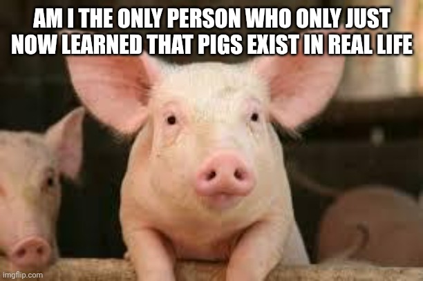 Pig | AM I THE ONLY PERSON WHO ONLY JUST NOW LEARNED THAT PIGS EXIST IN REAL LIFE | image tagged in pig | made w/ Imgflip meme maker