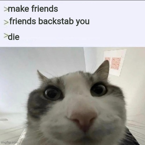 Cat looks inside | make friends; friends backstab you; die | image tagged in cat looks inside | made w/ Imgflip meme maker