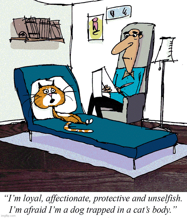 Cat therapy | image tagged in comics/cartoons | made w/ Imgflip meme maker