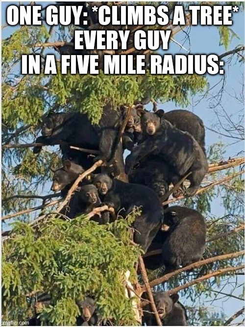 I wanna be like him! | ONE GUY: *CLIMBS A TREE*
EVERY GUY IN A FIVE MILE RADIUS: | image tagged in bears in a tree | made w/ Imgflip meme maker
