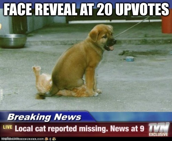 im being fr | FACE REVEAL AT 20 UPVOTES | image tagged in missing cat | made w/ Imgflip meme maker