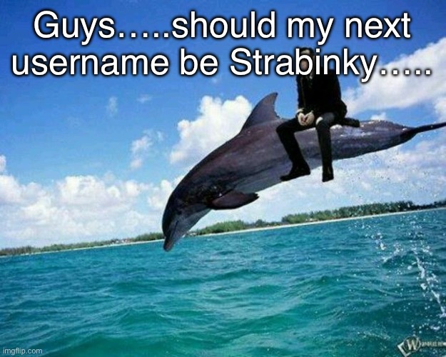 What the hell | Guys…..should my next username be Strabinky….. | image tagged in what the hell | made w/ Imgflip meme maker
