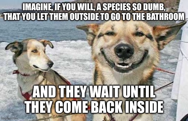 Original Stoner Dog Meme | IMAGINE, IF YOU WILL, A SPECIES SO DUMB, THAT YOU LET THEM OUTSIDE TO GO TO THE BATHROOM; AND THEY WAIT UNTIL THEY COME BACK INSIDE | image tagged in memes,original stoner dog | made w/ Imgflip meme maker