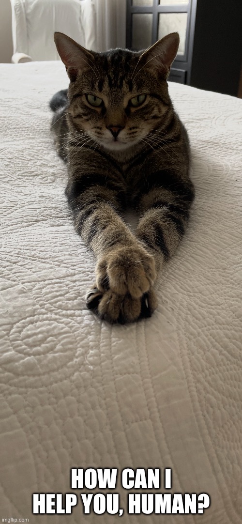 How Can I Help You, Human? | HOW CAN I HELP YOU, HUMAN? | image tagged in fun,memes,cats,funny cats,pets | made w/ Imgflip meme maker