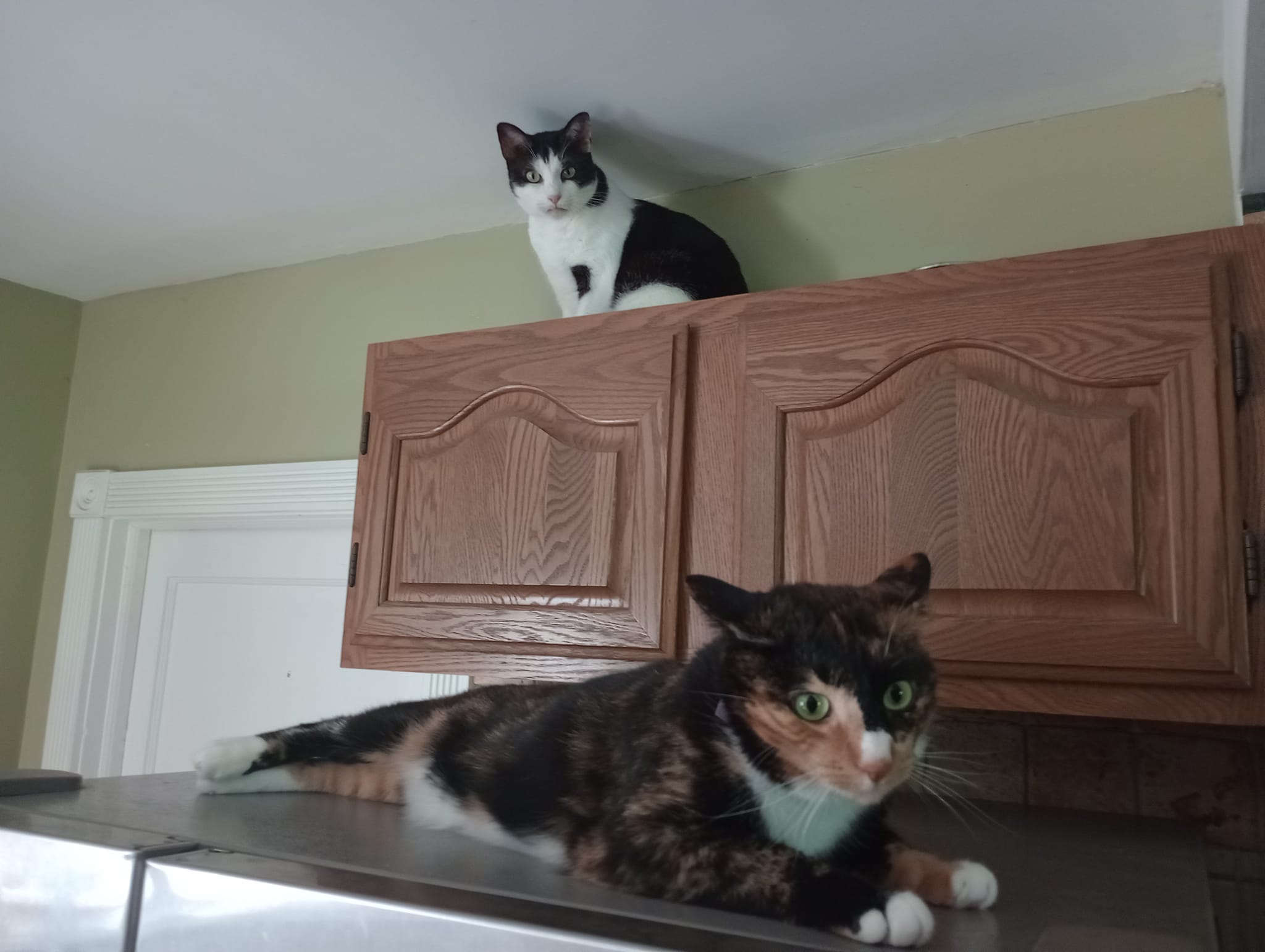 Surprised Cat Blank Meme Template