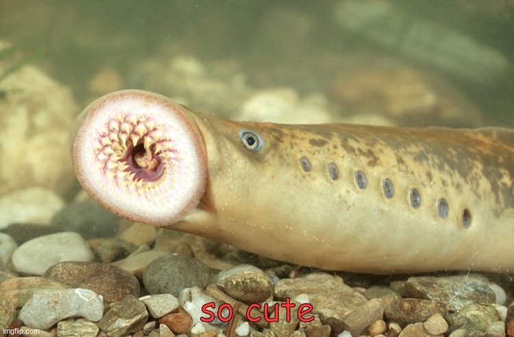 LAMPREY | so cute | made w/ Imgflip meme maker
